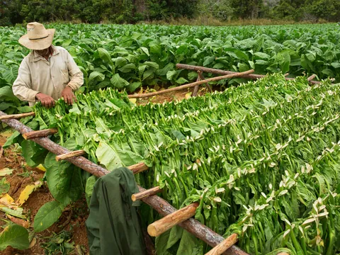 cosecha-tabaco-campesino.jpg