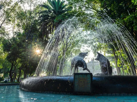 Excursión por Coyoacán, Xochimilco y visita al Museo Frida Kahlo desde Ciudad de México