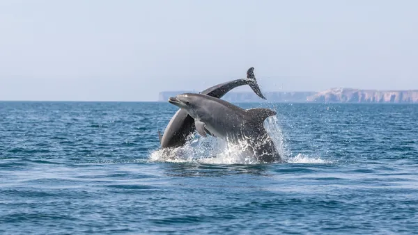 paseo en barco Delfines Algarve