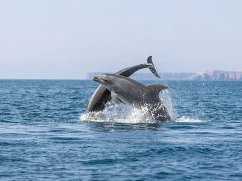 paseo en barco Delfines Algarve