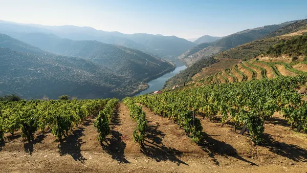 Viñedos en terrazas con vistas al Valle del Duero