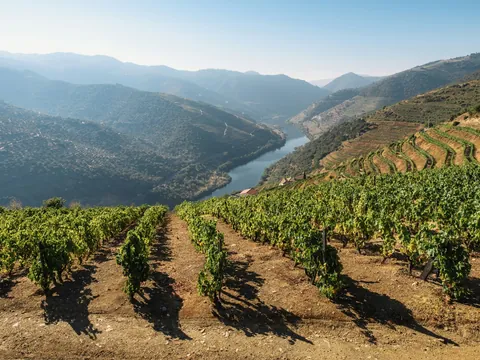 Viñedos en terrazas con vistas al Valle del Duero