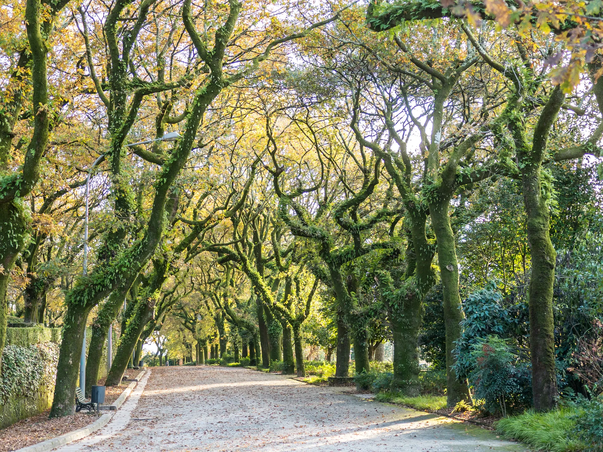 Parque de la Alameda - Qué ver en Santiago - Guía de viaje Santiago de Compostela - Buendía Tours