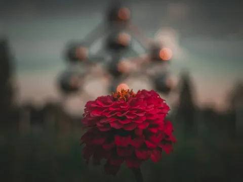 Flor roja en primer plano con el Atomium de Bruselas