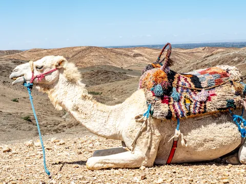 Camello descansando en el desierto de Agafay cerca de Marrakech