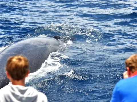 También está incluido el avistamiento de ballenas, otros de los animales que seguro te sorprenderán.