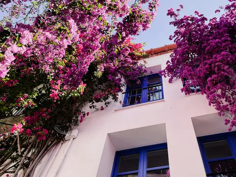 Fachada blanca con buganvillas en flor en las calles de Cadaqués