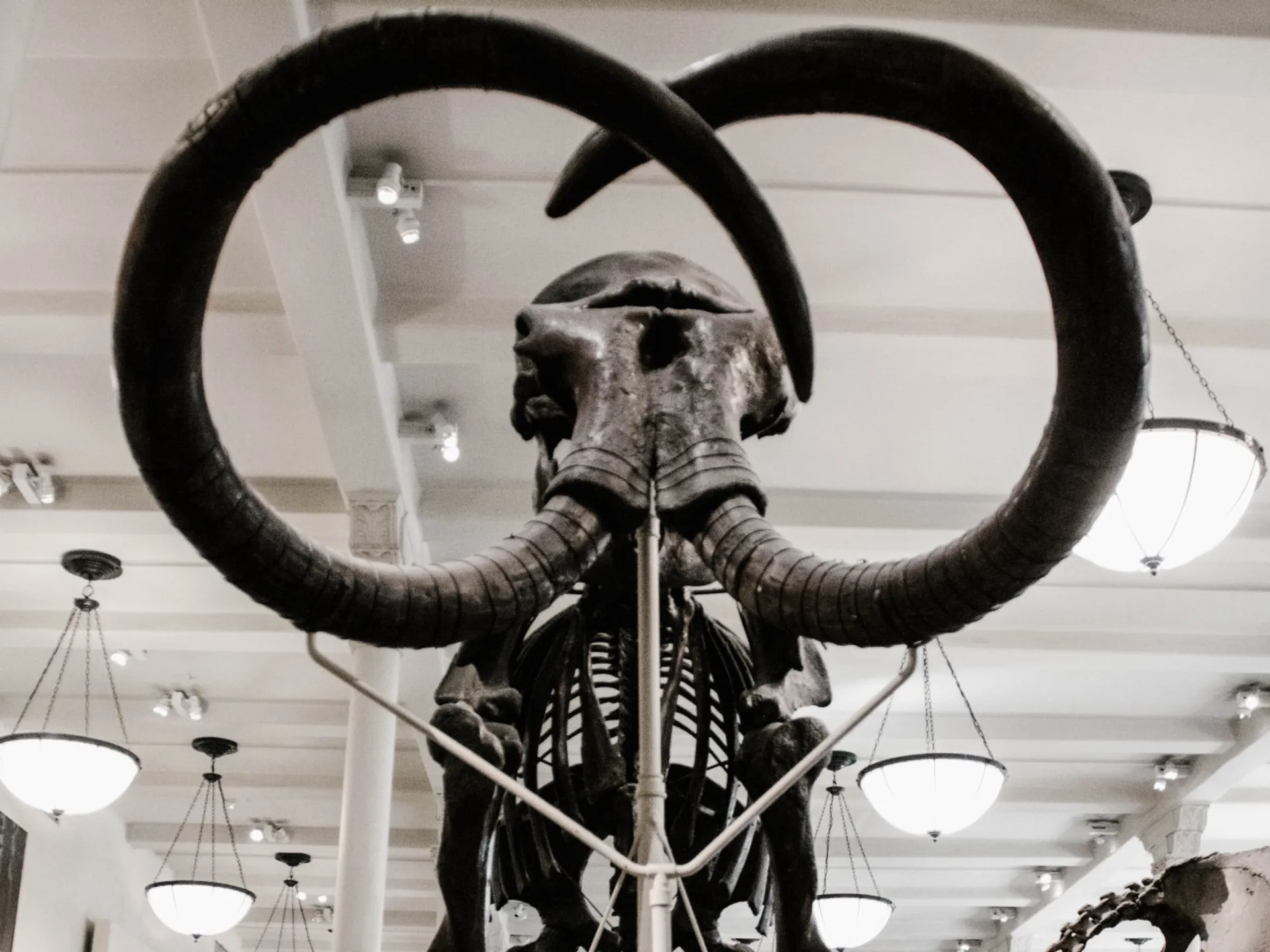 Esqueleto mamut en el Museo Americano de Historia Natural - Museo Americano de Historia Natural - Museos de Nueva York - Qué ver en Nueva York - Guía de Viajes Nueva York - Buendía Tours