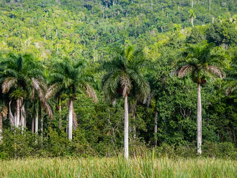 La impresionante Reserva de la Biosfera en Rosario, Cuba