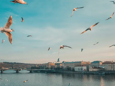 Gaviotas volando sobre el río Moldava y el puente Jirásek en Praga.