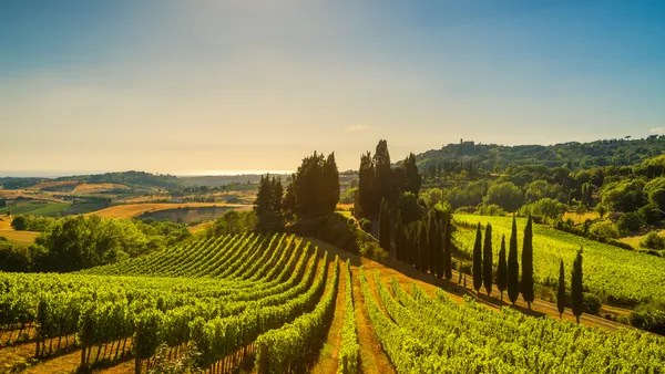 Paisaje con con hileras de viñedos y cipreses, característico de la Toscana