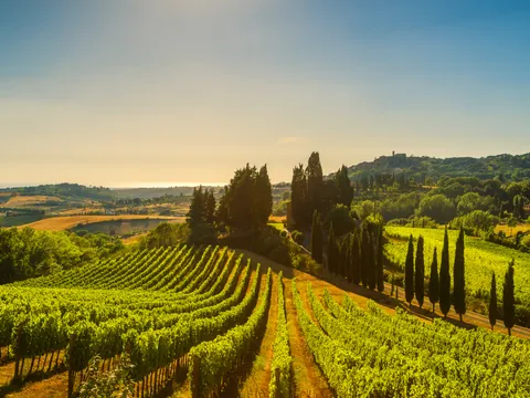 Paisaje con con hileras de viñedos y cipreses, característico de la Toscana