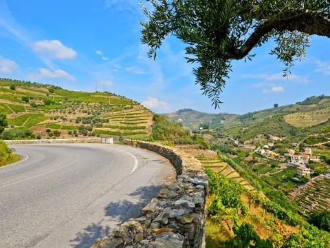 Valle del Douro, carretera junto viñedos cerca de Peso da Regua, Portugal