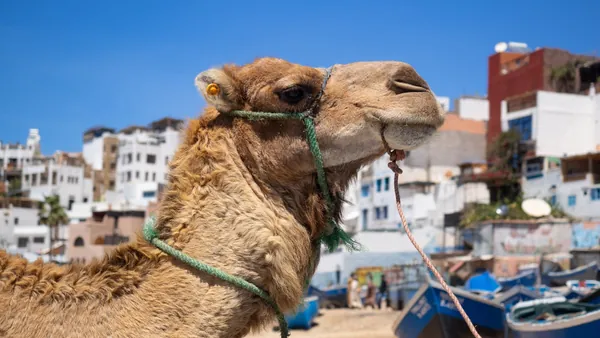 paseo-camello-agadir-español_0.jpg