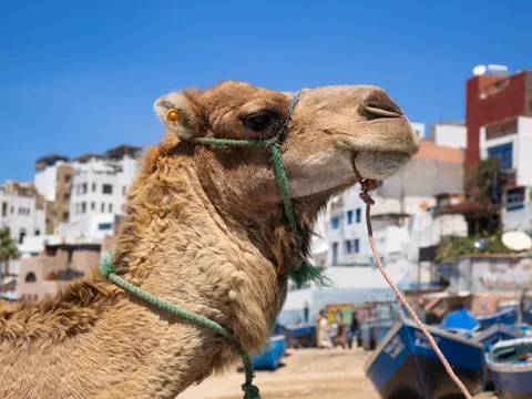 paseo-camello-agadir-español_0.jpg