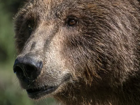 Avistamiento del oso pardo en Asturias en primavera