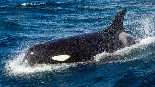 Orca frente a la costa portuguesa, un momento único.