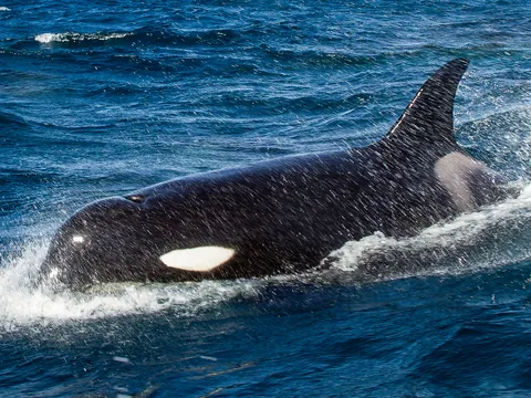 Orca frente a la costa portuguesa, un momento único.