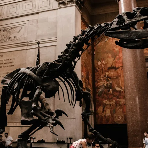 Esqueleto dinosaurio en el Museo Americano de Historia Natural - Museo Americano de Historia Natural - Museos de Nueva York - Qué ver en Nueva York - Guía de Viajes Nueva York - Buendía Tours
