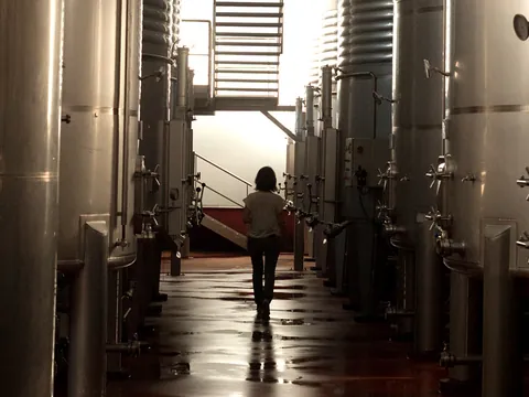 visita guiada Bodega Sierra Norte Calderon Cata Vinos Requena Comunidad Valenciana