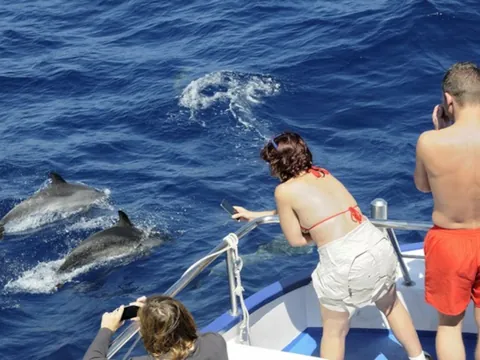 Desde la embarcación se pueden realizar fotografías de estos simpáticos animales.