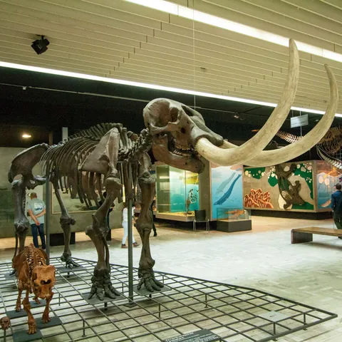 Una de las exposiciones del Museo de Historia Natural de Frankfurt
