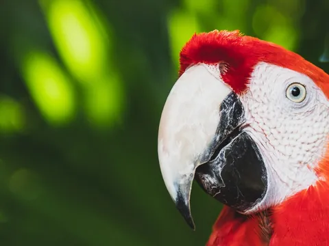 Excursión a Xcaret desde Cancún