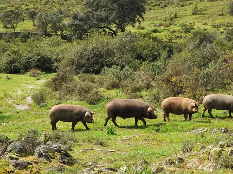 Tour del cerdo ibérico en la Sierra de Huelva