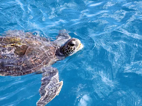 Además de delfines y ballenas, también podrás disfrutar de las tortugas.