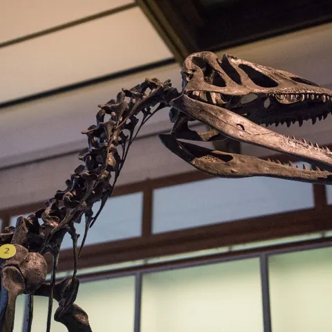 Esqueleto de dinosaurio en el Museo de Ciencias Naturales de Bruselas