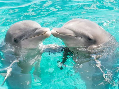 visita Dolphin island Punta Cana