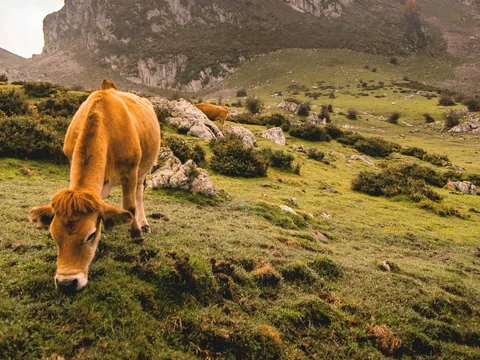 Vaca pastando tranquilamente en los verdes prados de los Lagos de Covadonga, rodeada de montañas y naturaleza asturiana.