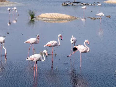 Flamencos rosados en las aguas someras del Parque Natural de la Albufera