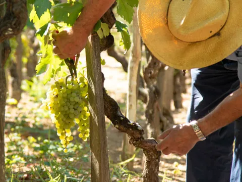 Agricultor Trabajando Uvas Albariño Rias Baixas Pontevedra visita Cata Corisca