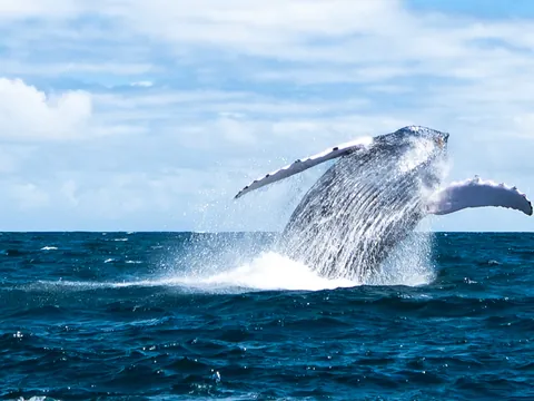 Avistamiento de ballenas jorobadas en bahía de Samaná