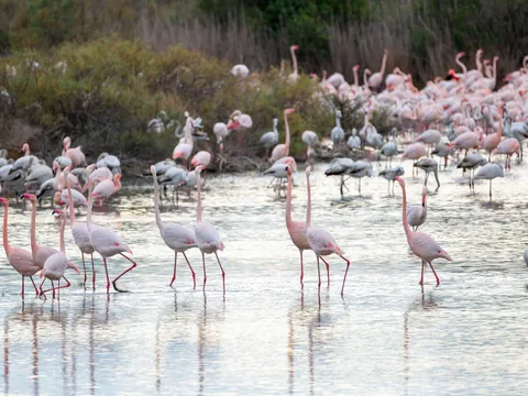 Flamencos en el Parque Natural de la Albufera de Valencia
