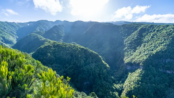 Senderismo Bosque Laurisilva Trekking Rutas Galga la Palma islas Canarias