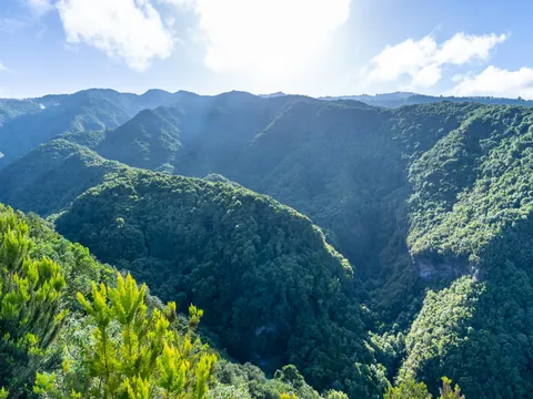 Senderismo Bosque Laurisilva Trekking Rutas Galga la Palma islas Canarias