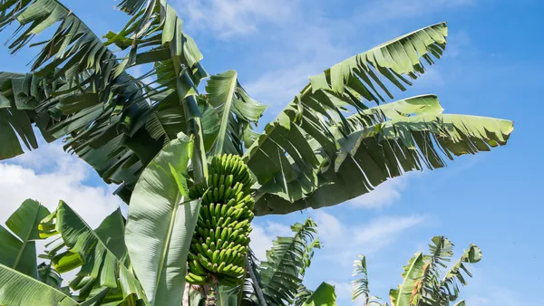 arbol-platanos-arucas