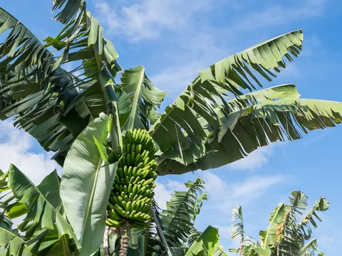 arbol-platanos-arucas