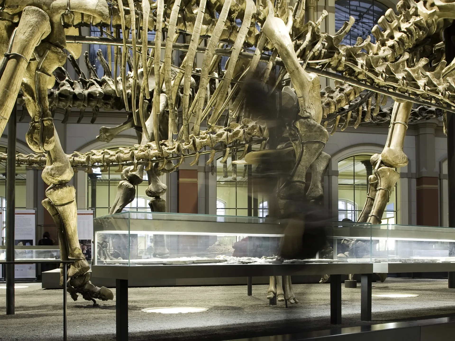 Museo de Historia Natural de Berlín - Museos de Berlín - Guía de viaje Berlín - Buendía Tours