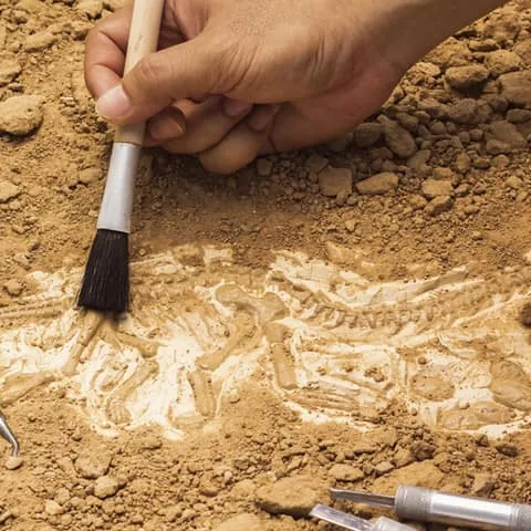 excavación arqueológica-Museo arqueológico de Asturias-Oviedo-que ver-museos- Guías de viajes Buendía Tours