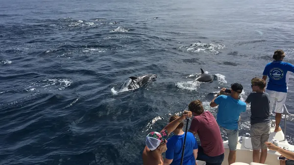 Avistamiento de delfines muy cerca de la embarcación y gente asomada para hacerle fotografías.