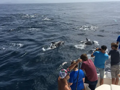 Avistamiento de delfines muy cerca de la embarcación y gente asomada para hacerle fotografías.