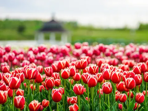 Tulipanes rojos en flor en los jardines de Keukenhof, Países Bajos