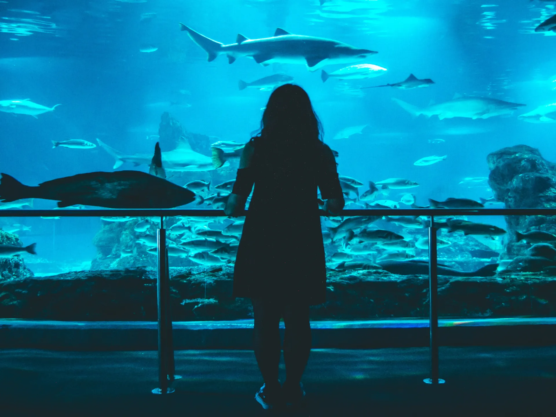 Acuario de Barcelona - Barrio de La Barceloneta - Barrios de Barcelona - Qué ver en Barcelona - Guía de Viajes Barcelona - Buendía Tours