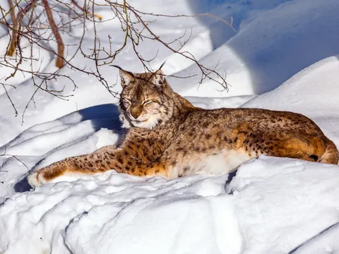Desde Rovaniemi: Excursión al zoo de Ranua