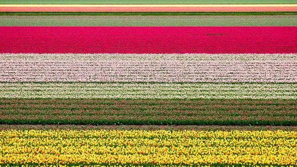 Campos de tulipanes organizados en franjas horizontales de colores vibrantes, incluyendo amarillo, blanco, rosa y rojo, que se extienden hasta el horizonte.