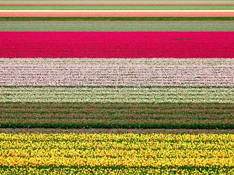Campos de tulipanes organizados en franjas horizontales de colores vibrantes, incluyendo amarillo, blanco, rosa y rojo, que se extienden hasta el horizonte.