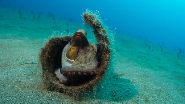 Bautismo Buceo Puerto Carmen Inmersiones Lanzarote Dive Skuba Canarias